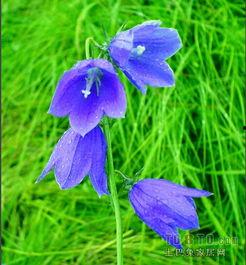 风铃草,悠扬风中摇曳的梦幻旋律