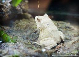 白色蛙,探寻自然界的神秘精灵