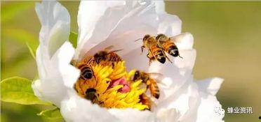 蜂群 第一季,揭秘虚拟世界的真实危机